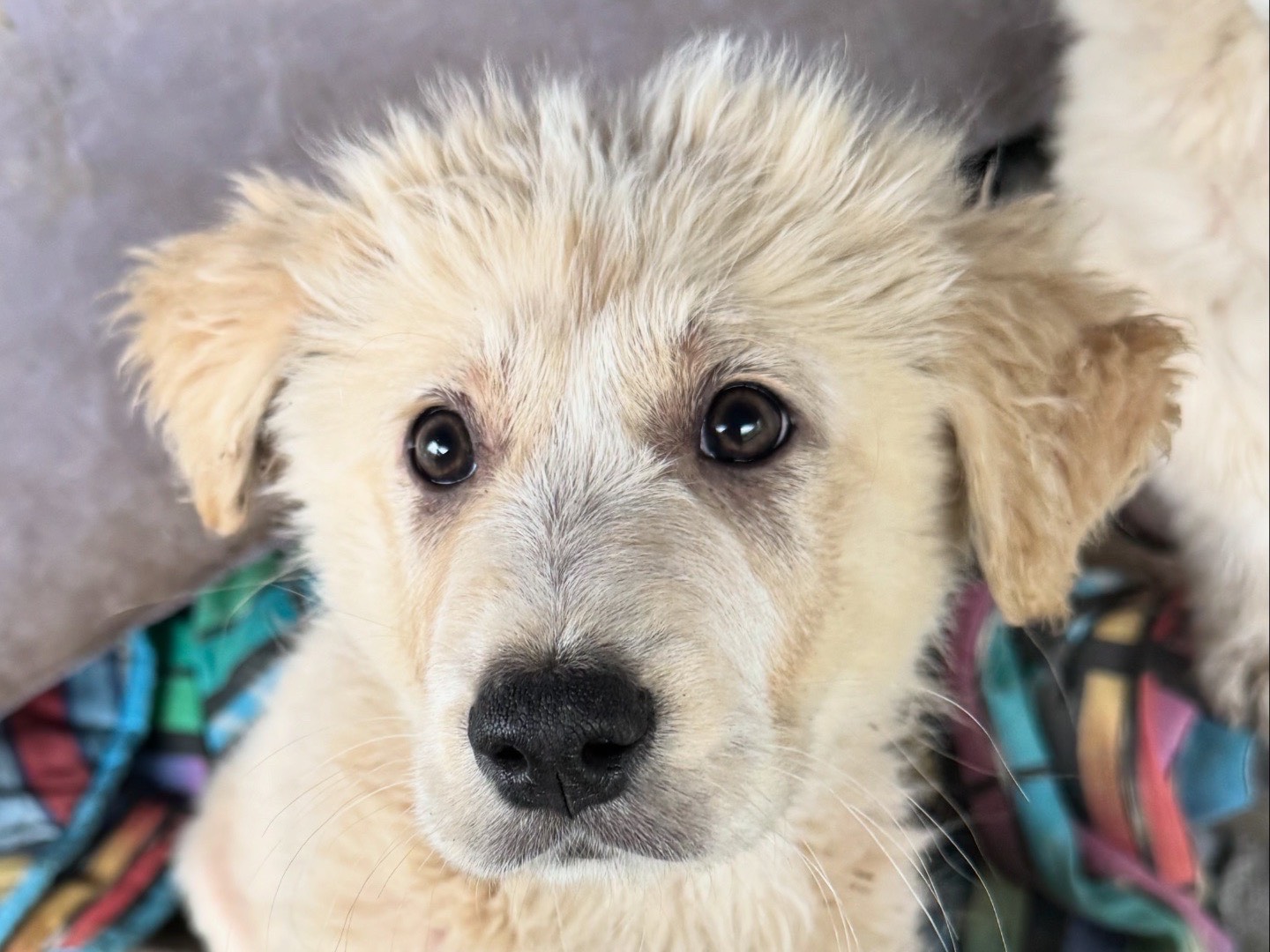 Vuoi adottare un cane a Agrigento?