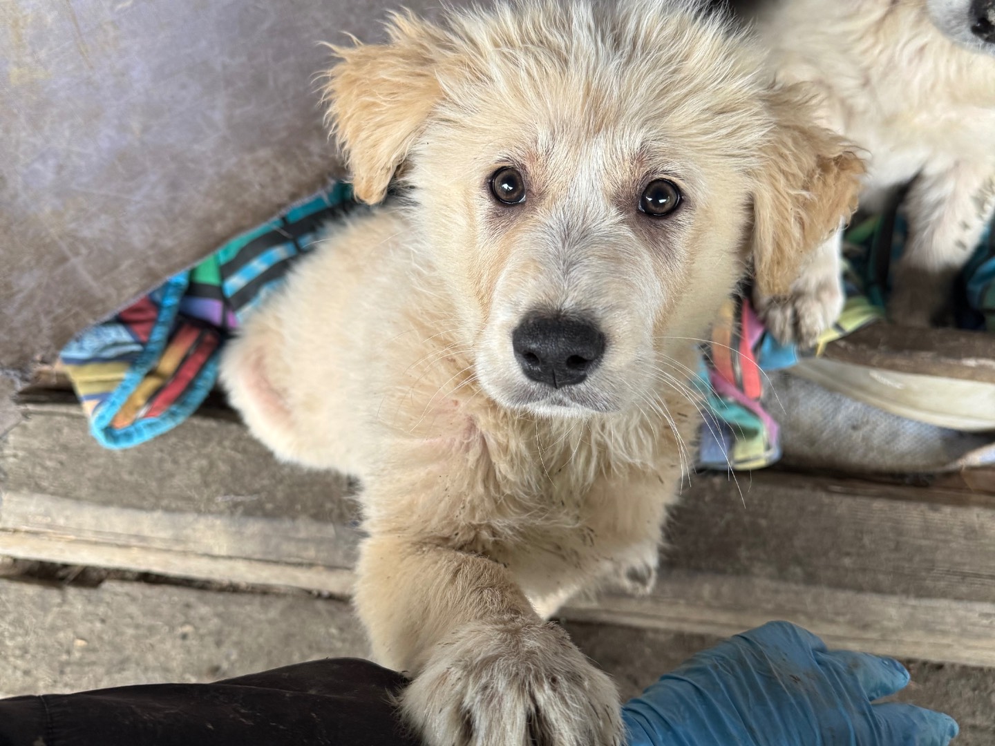 Adotta il cane Tury  a Agrigento