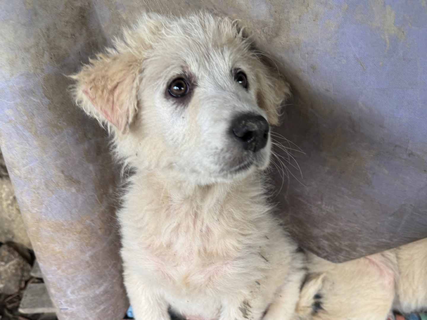 Vuoi adottare un cane a Agrigento?