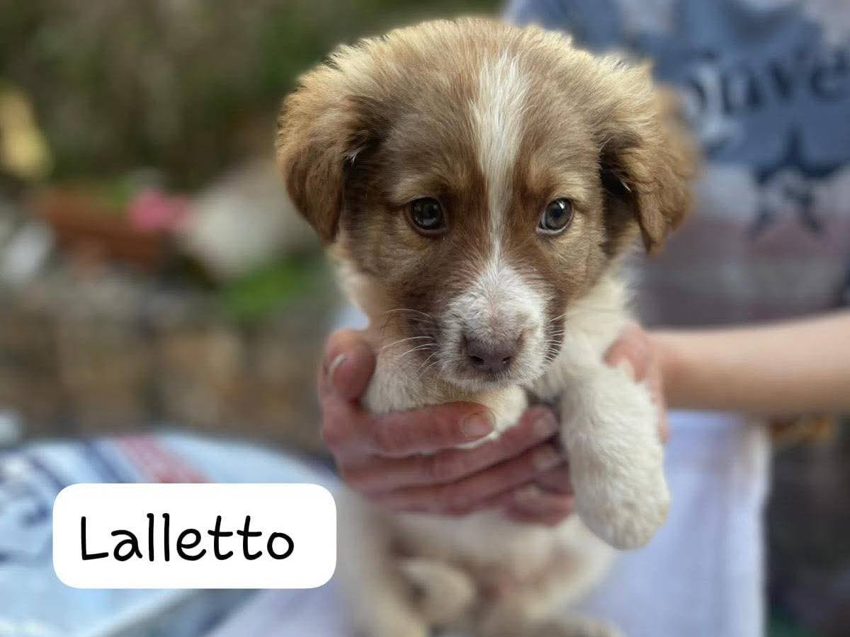 Adozione cane, maschio, Razza sconosciuta Razza sconosciuta, 1 mesi, taglia media, Frosinone