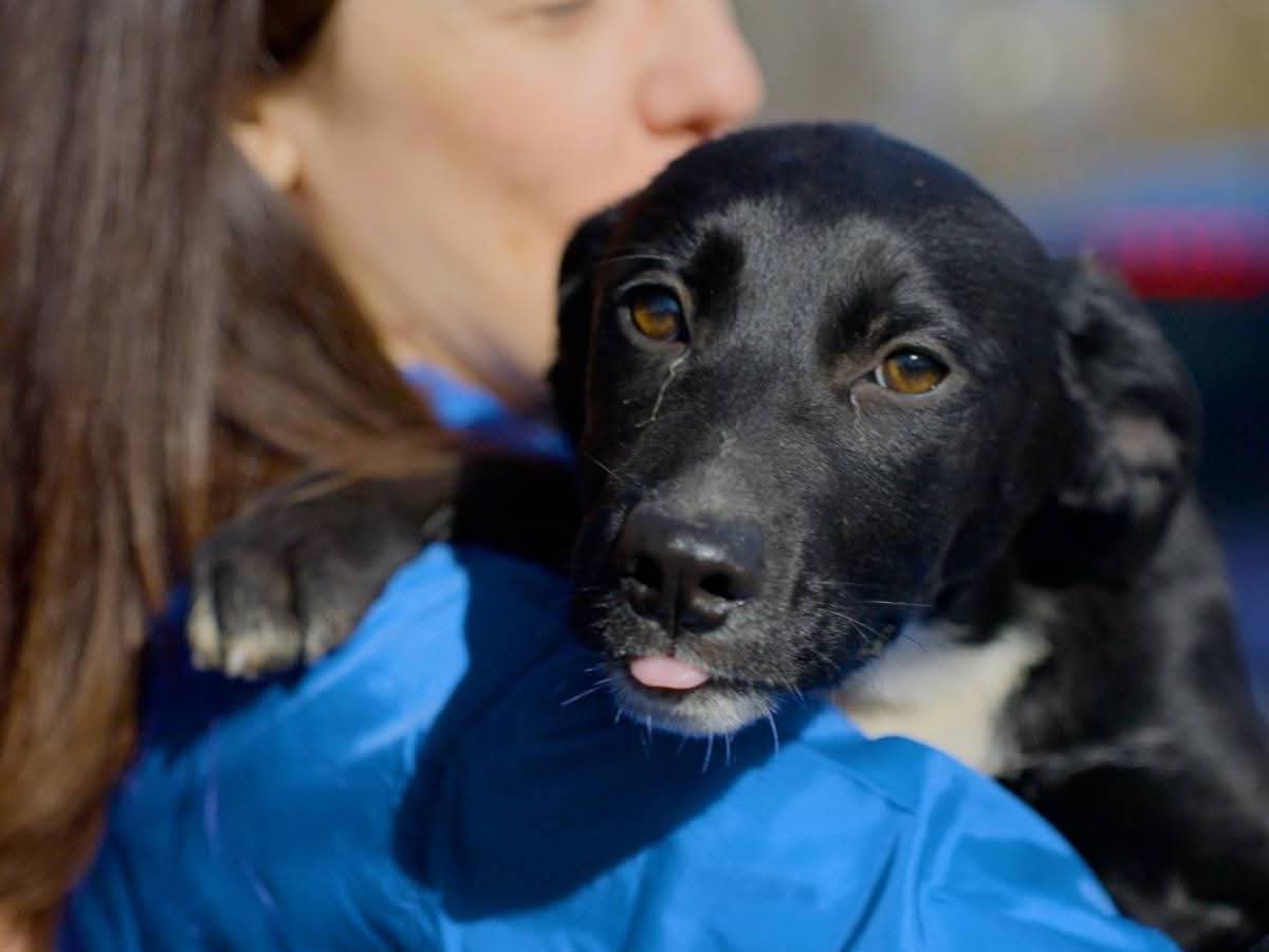 Adozione cane, femmina, Razza sconosciuta Razza sconosciuta, 4 mesi, taglia media, Milano