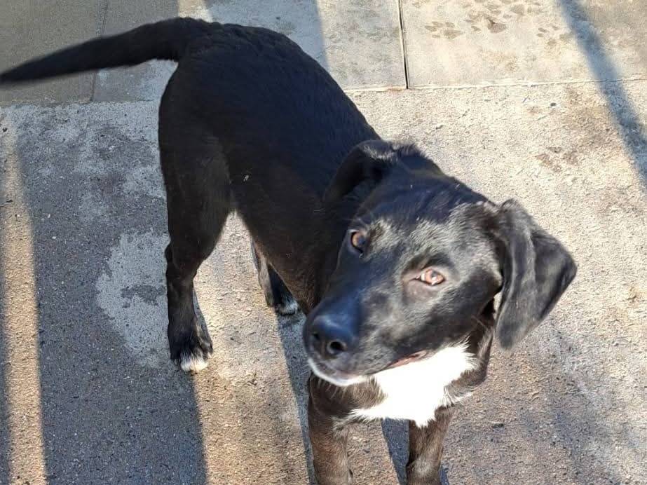 Adotta un cane, femmina, 4 mesi, Milano