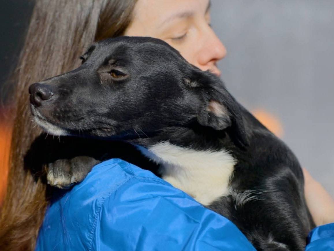 Adotta un cane, taglia media, femmina, Milano