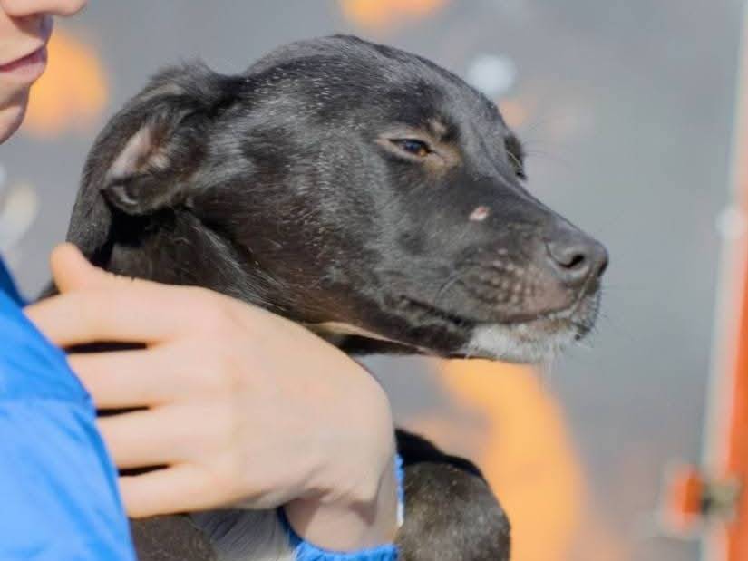 Adotta un cane, maschio, 4 mesi, Milano