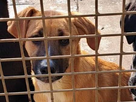 Adotta un cane, taglia media, femmina, Milano