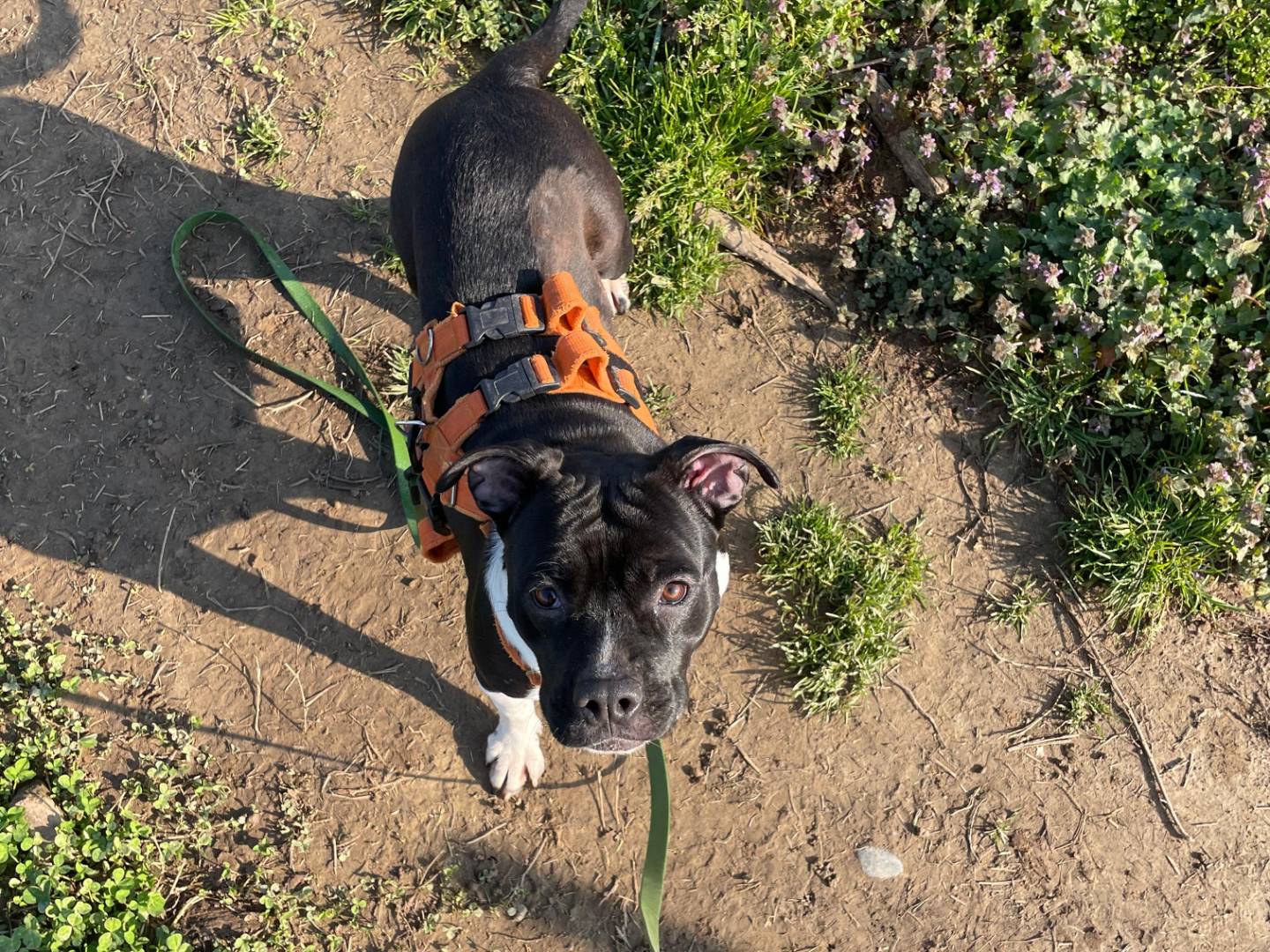 Adotta un cane, femmina, 1 anno e 10 mesi, Milano