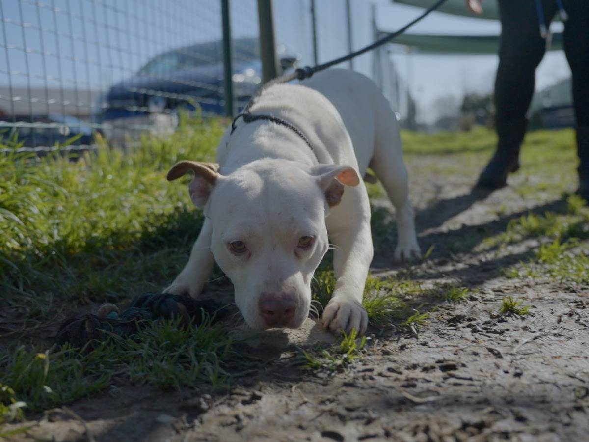 Adotta un cane, femmina, 2 anni, Milano