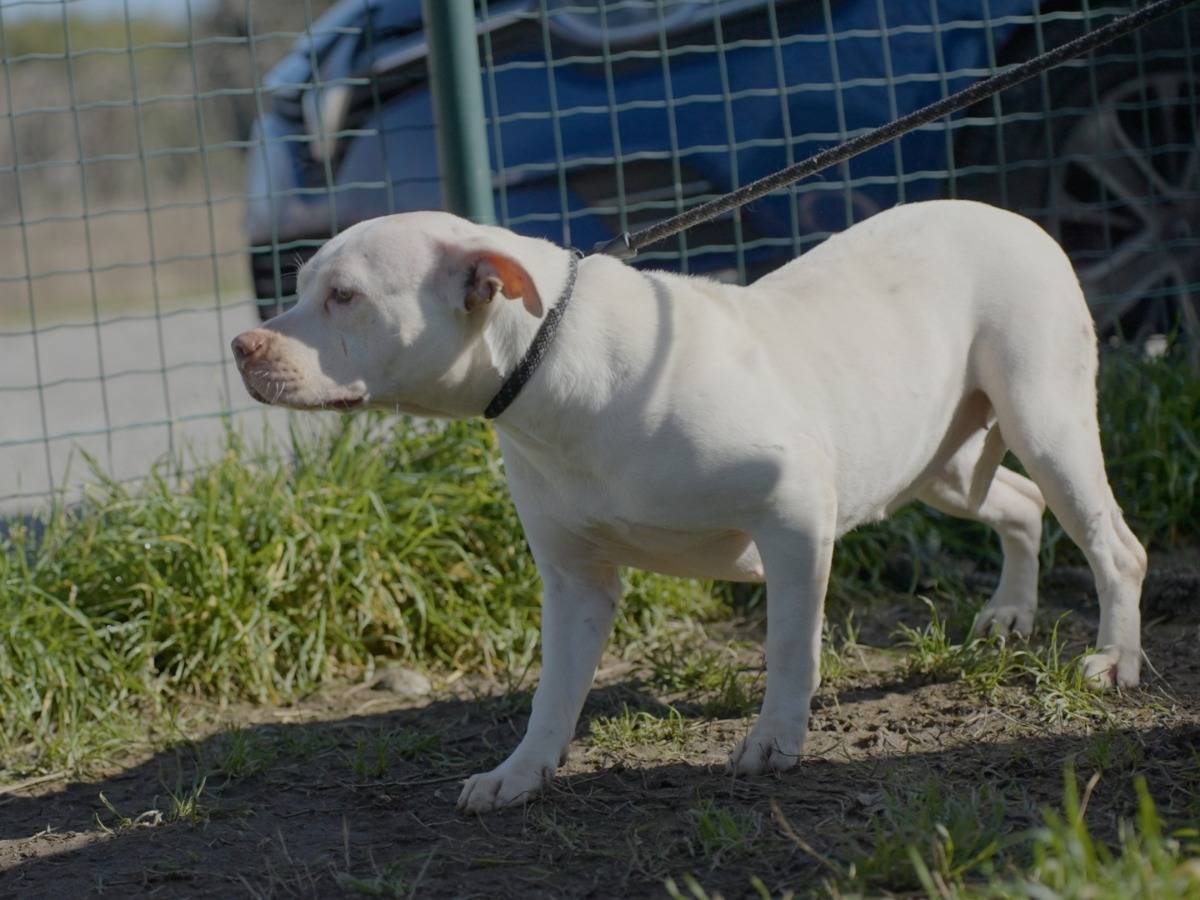 Adotta un cane, taglia media, femmina, Milano