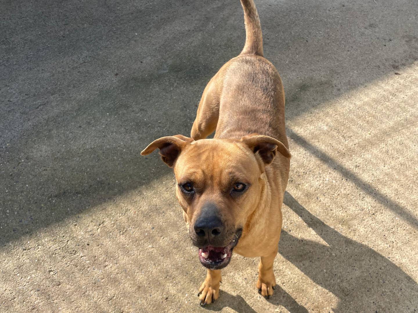 Adozione cane, femmina, American Staffordshire Terrier Razza sconosciuta, 2 anni e 4 mesi, taglia media, Milano