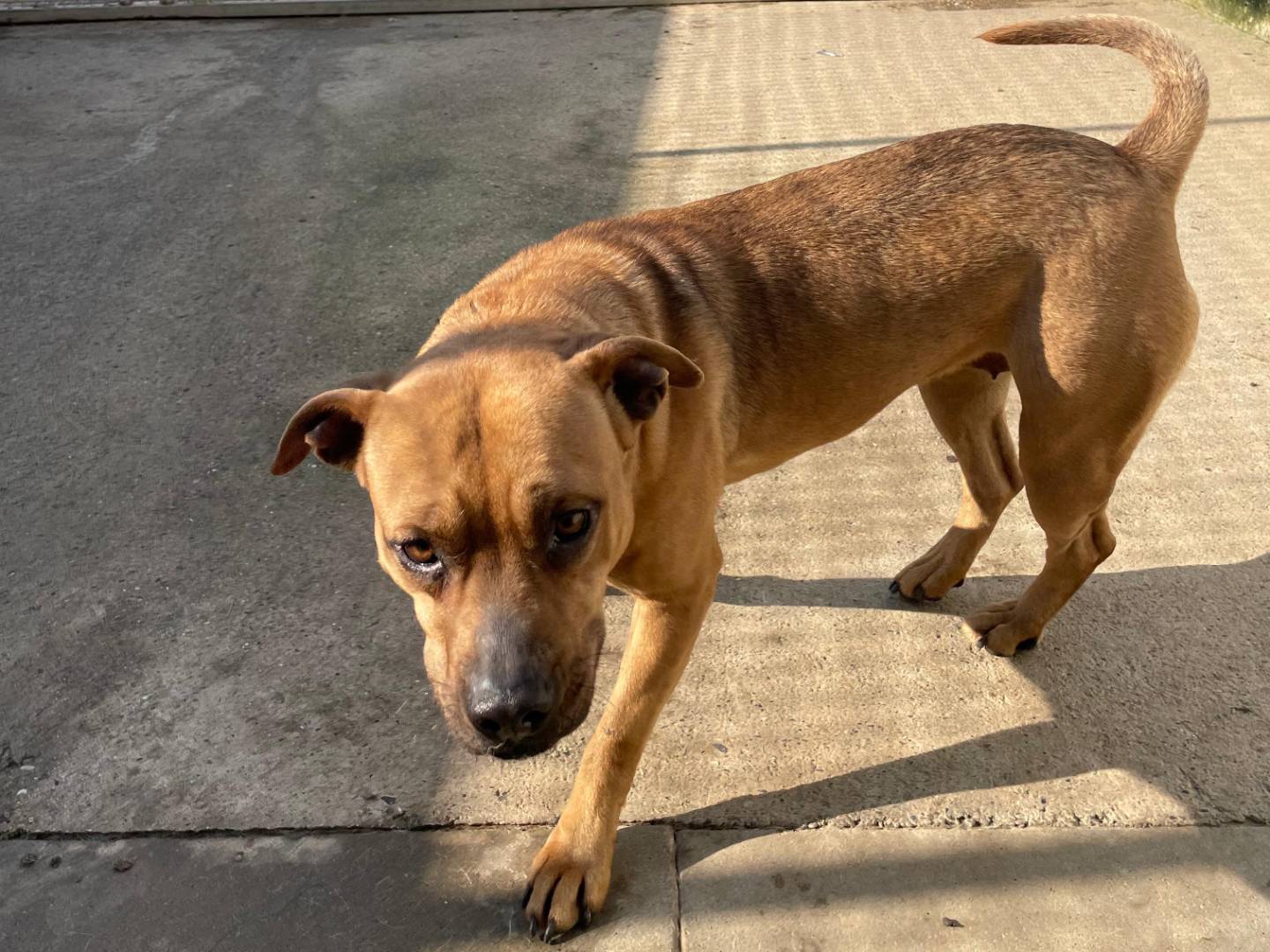 Adotta un cane, femmina, 2 anni e 4 mesi, Milano