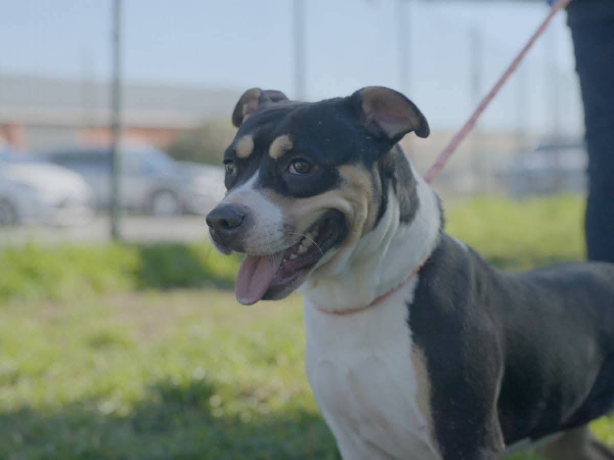 Adozione cane, femmina, American Staffordshire Terrier Razza sconosciuta, 1 anno e 4 mesi, taglia media, Milano