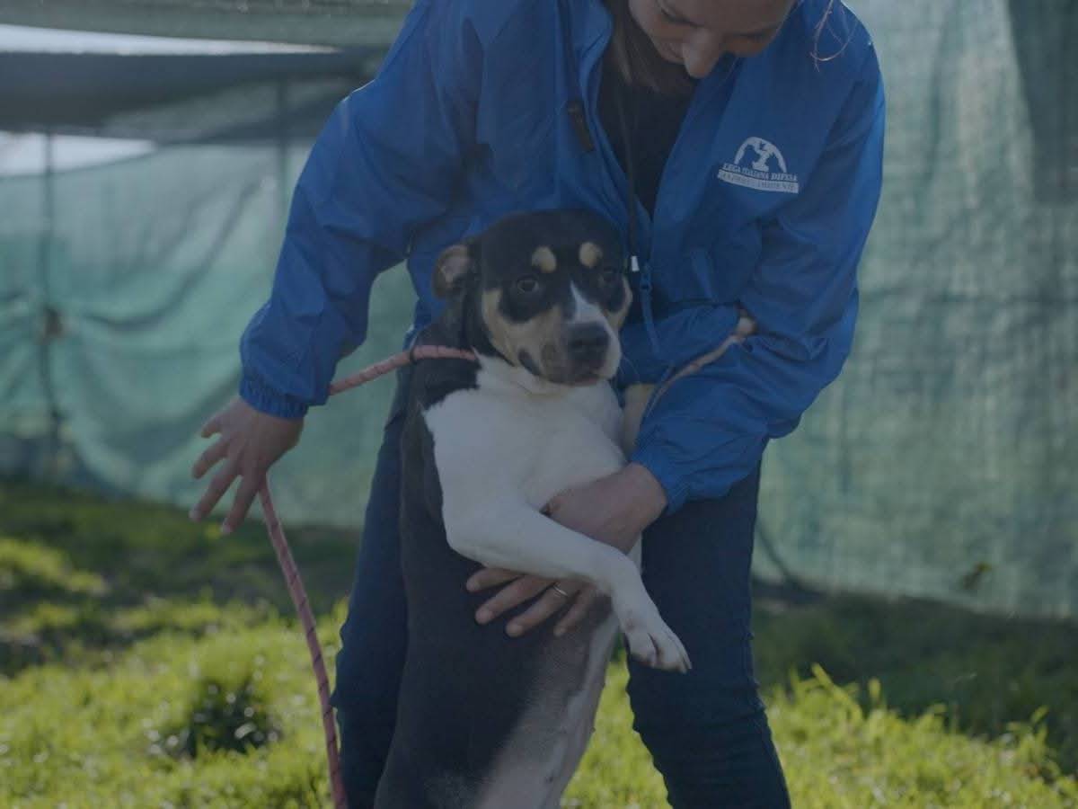 Adotta un cane, femmina, 1 anno e 4 mesi, Milano