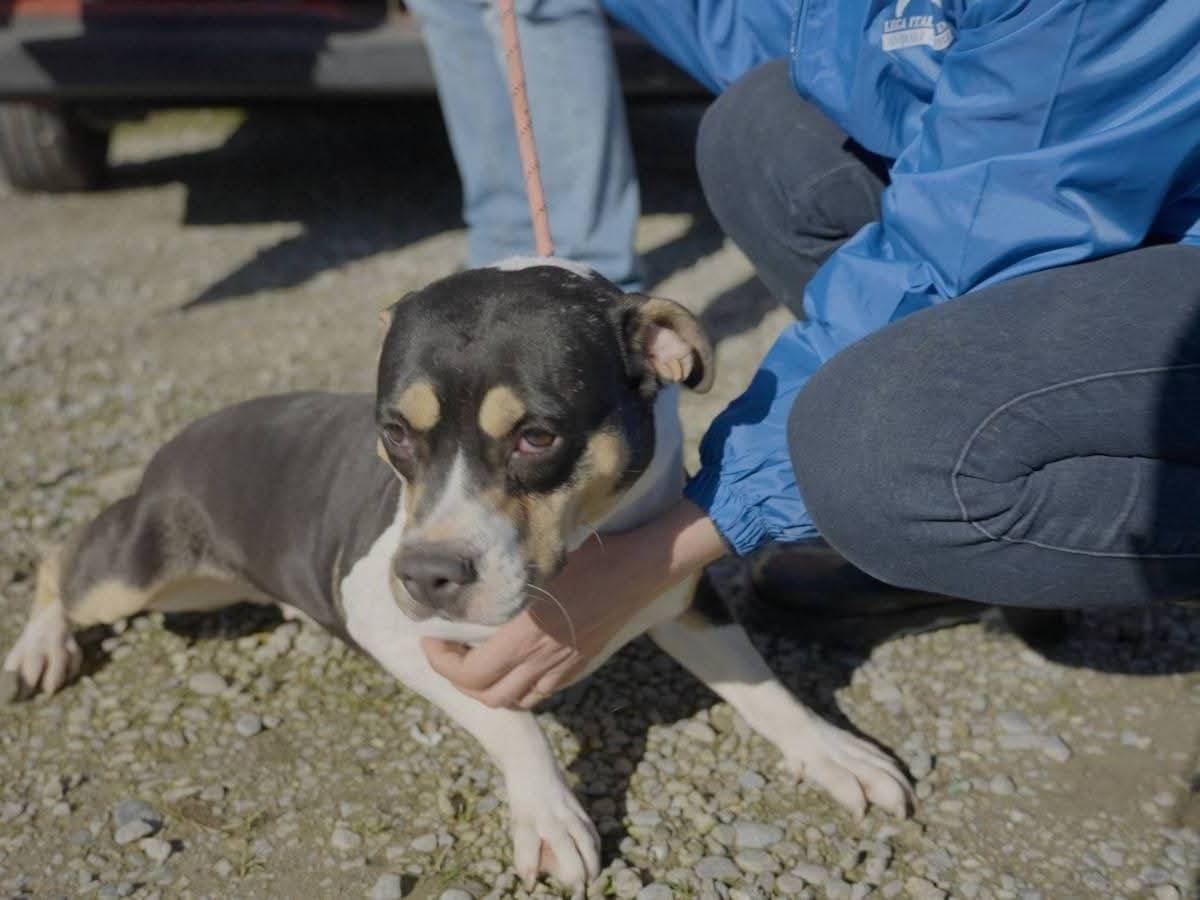 Adotta un cane, taglia media, femmina, Milano