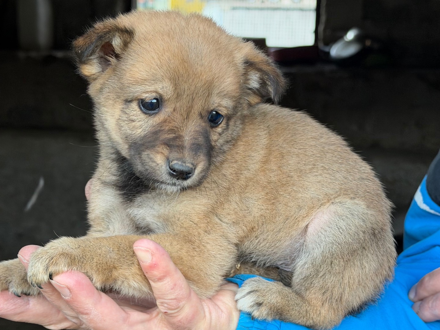 Vuoi adottare un cane a Catanzaro?