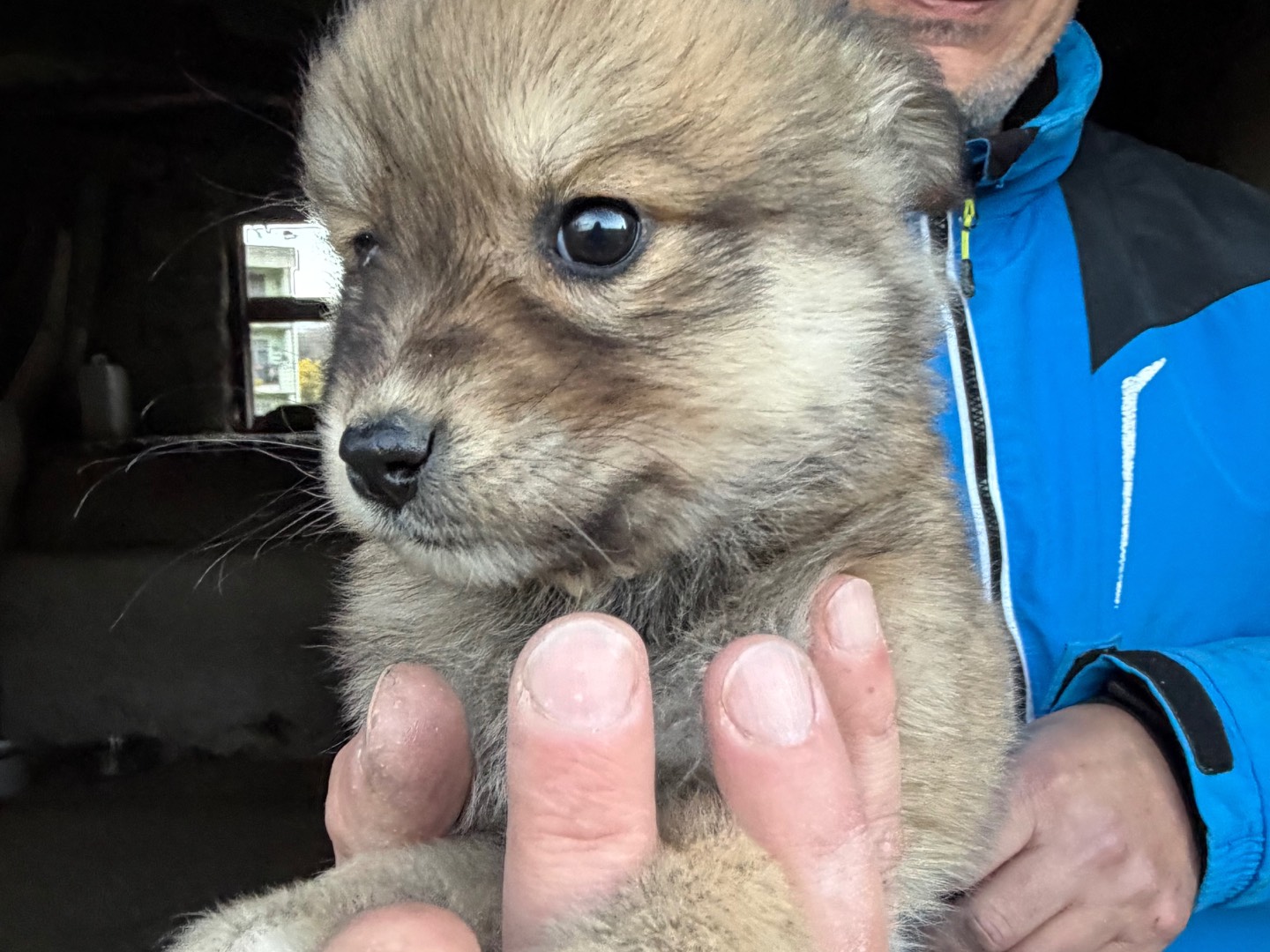 Adotta un cane, taglia media contenuta, femmina, Catanzaro