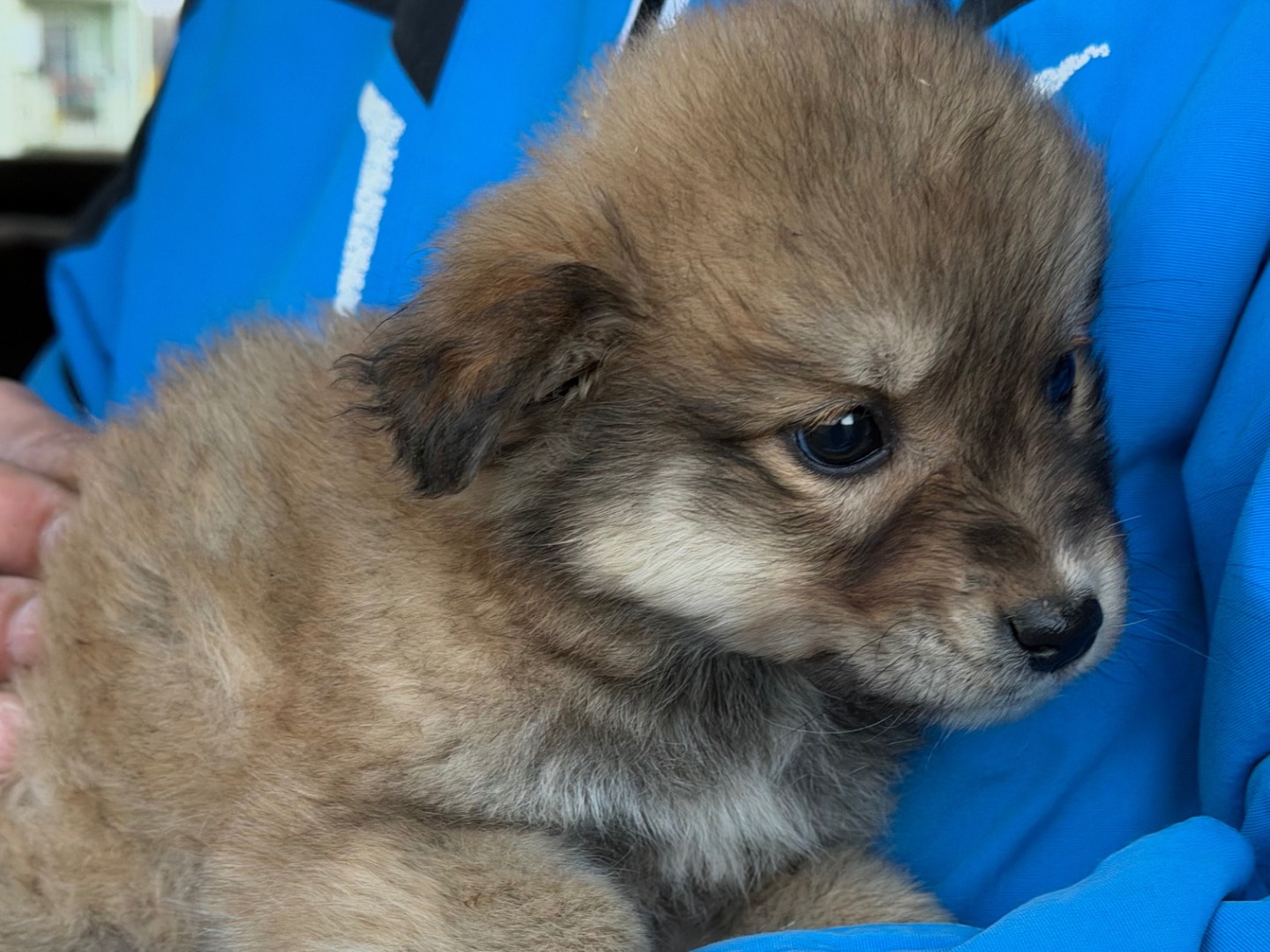 Adotta il cane Betty a Catanzaro