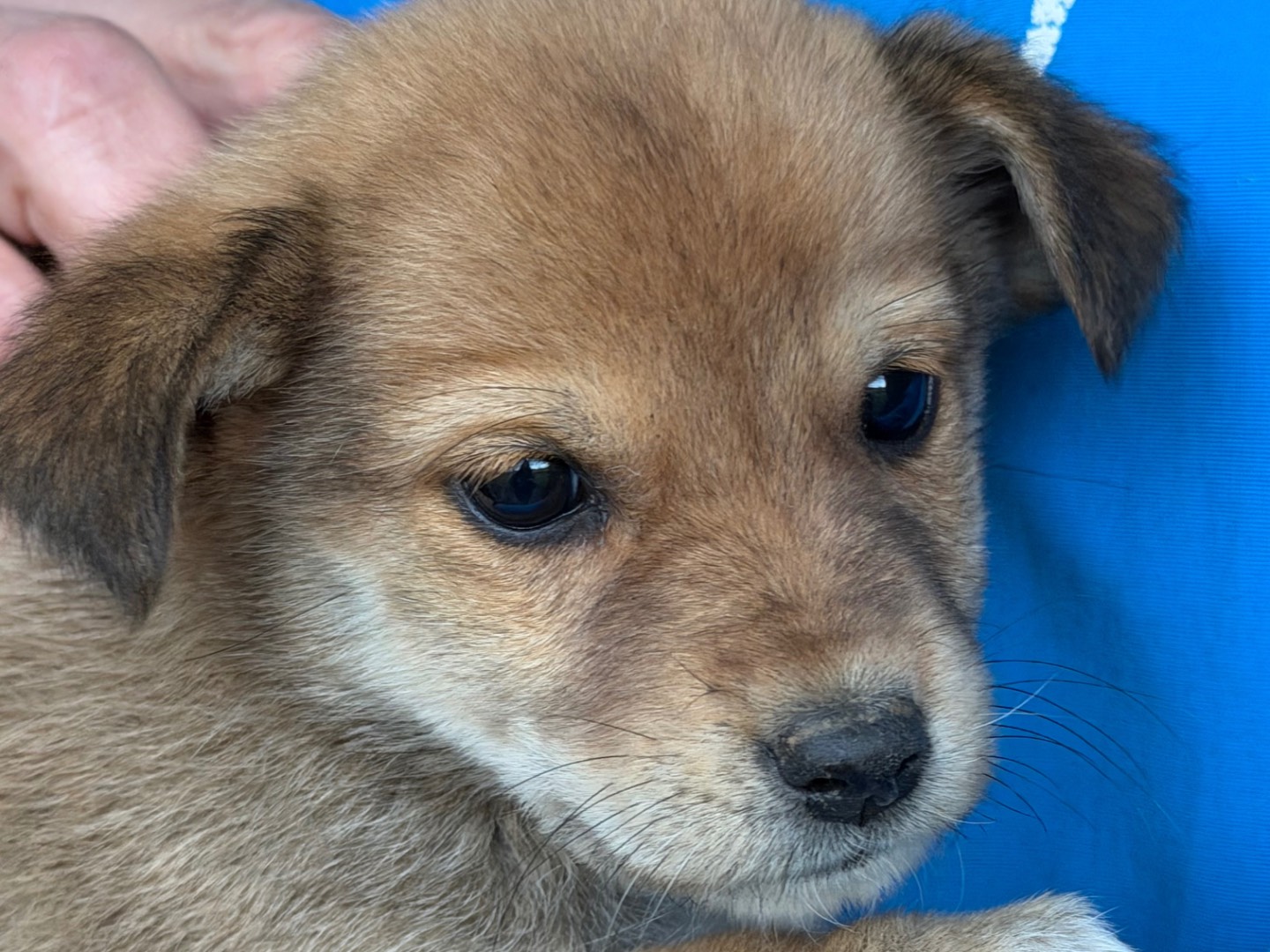 Adotta il cane Briciola a Catanzaro