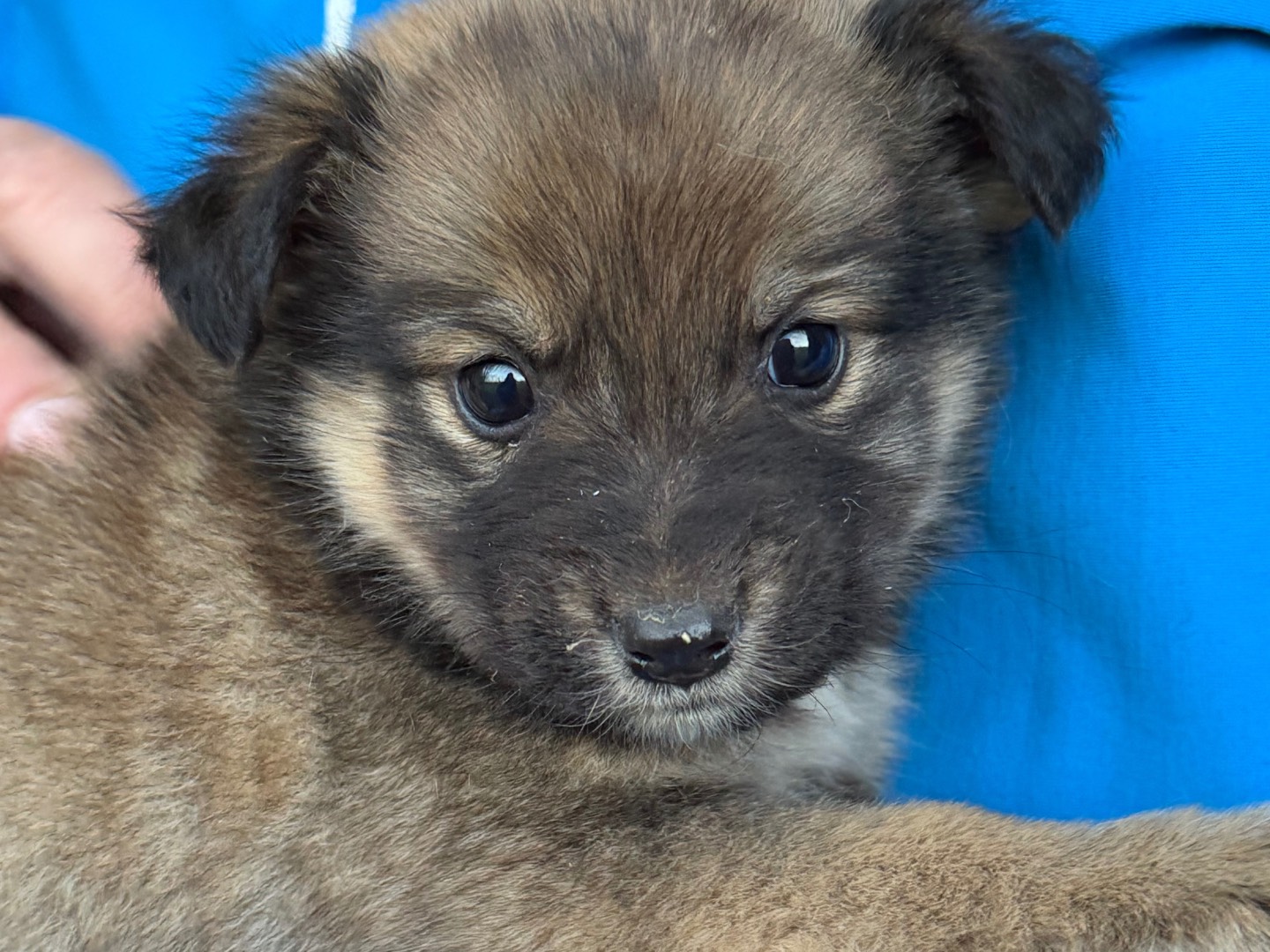 Vuoi adottare un cane a Catanzaro?