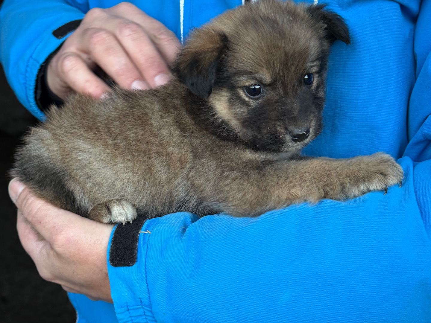 Adotta il cane Bonnie a Catanzaro