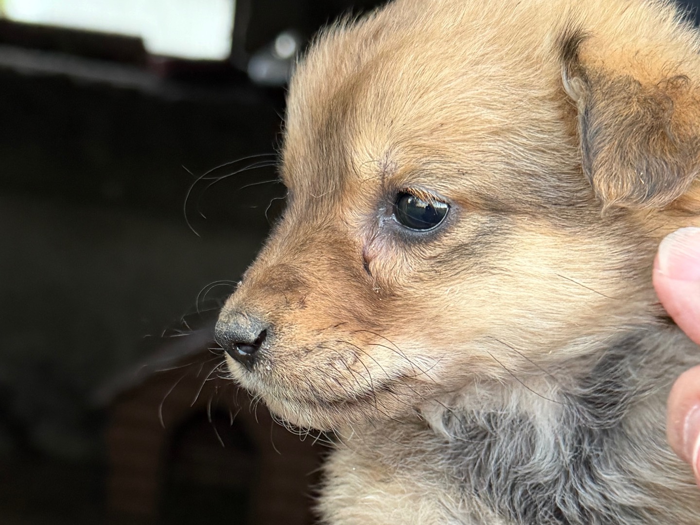 Vuoi adottare un cane a Catanzaro?