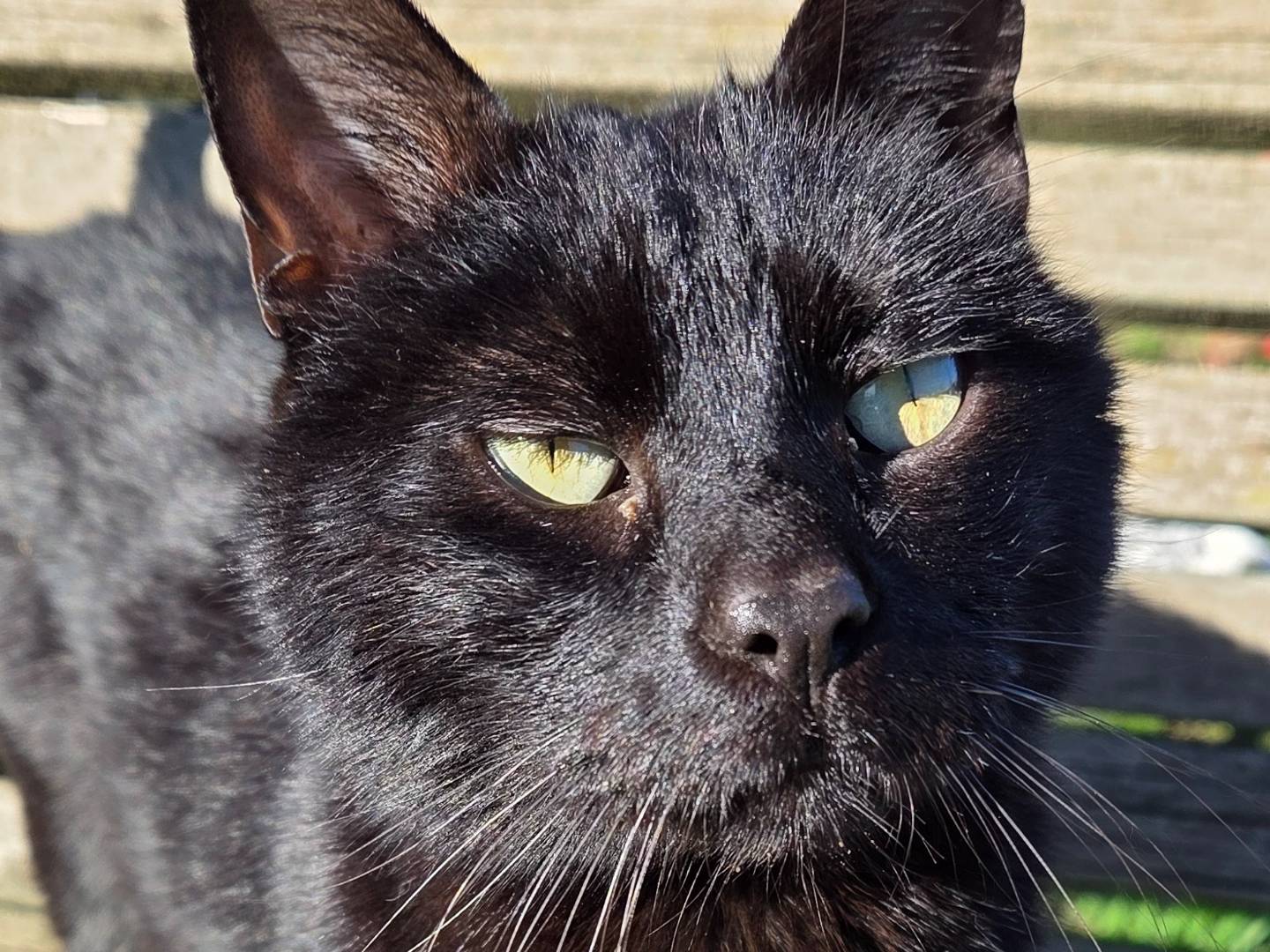 Adotta un gatto, maschio, 7 anni e 9 mesi, Roma