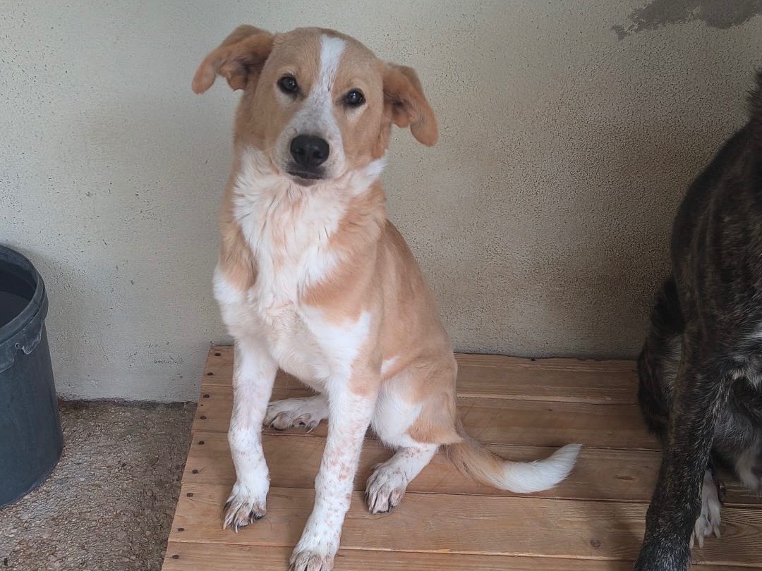 Adotta un cane, femmina, 1 anno, Avellino