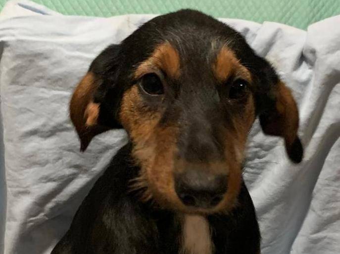 Vuoi adottare un cane a Cosenza?