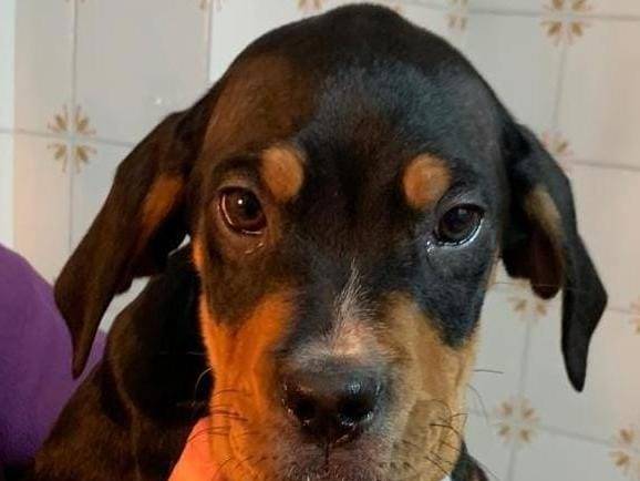 Adotta un cane, taglia media contenuta, maschio, Cosenza