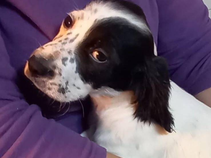 Adozione cane, femmina, Razza sconosciuta Razza sconosciuta, 4 mesi, taglia media contenuta, Cosenza