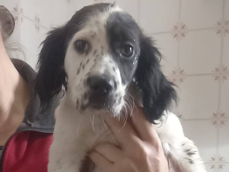 Adotta un cane, femmina, 4 mesi, Cosenza