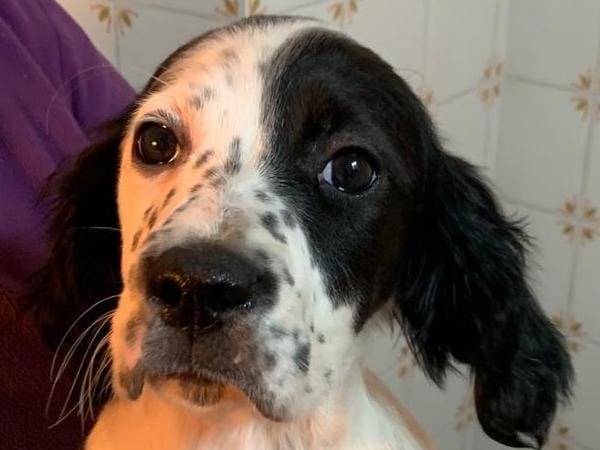 Adotta un cane, taglia media contenuta, femmina, Cosenza