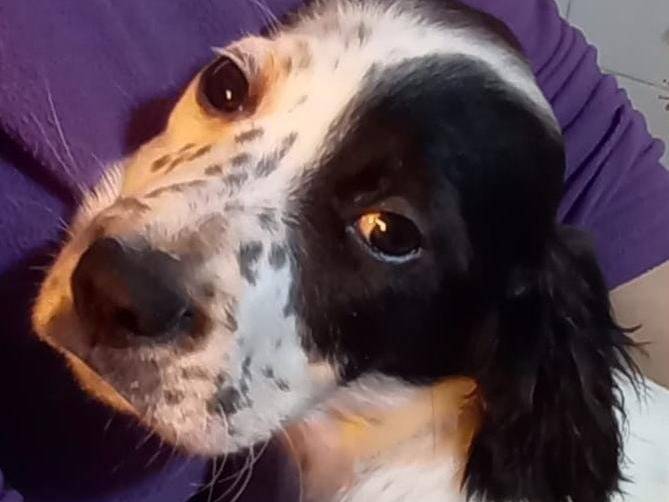 Vuoi adottare un cane a Cosenza?