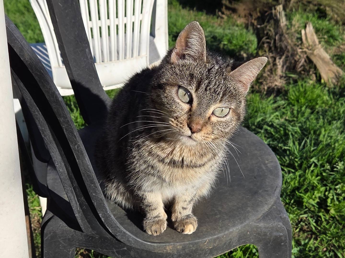 Adotta un gatto, taglia non valida, femmina, Roma