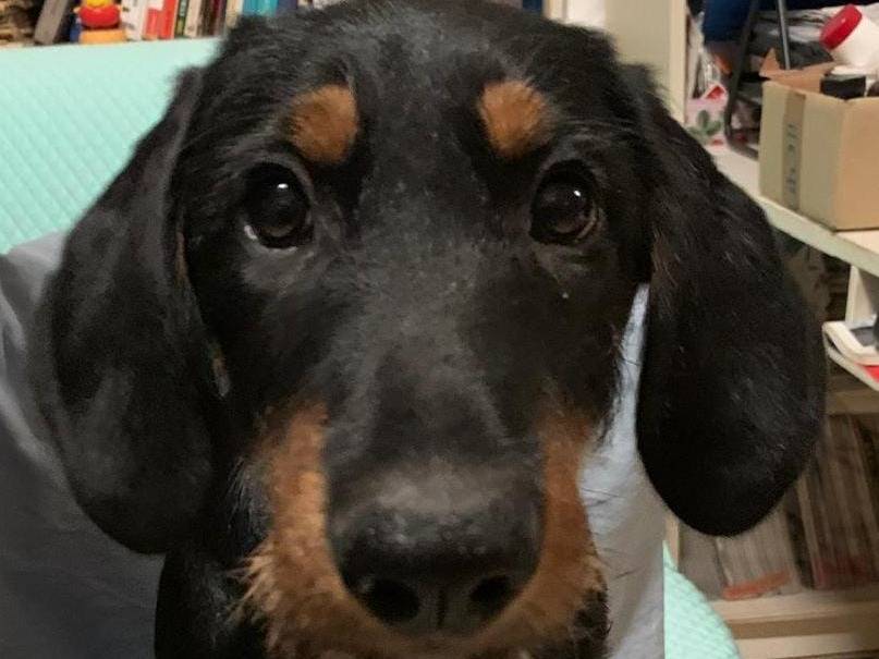 Adotta un cane, maschio, 3 mesi, Cosenza