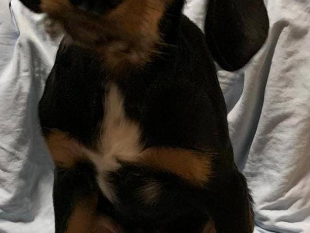 Adotta un cane, taglia media contenuta, maschio, Cosenza