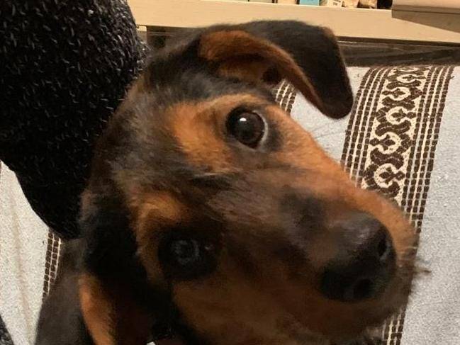 Vuoi adottare un cane a Cosenza?