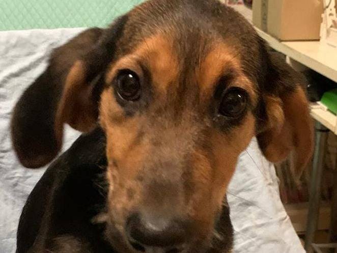 Adotta un cane, taglia media contenuta, femmina, Cosenza