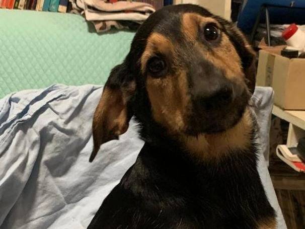 Adotta un cane, taglia media contenuta, maschio, Cosenza