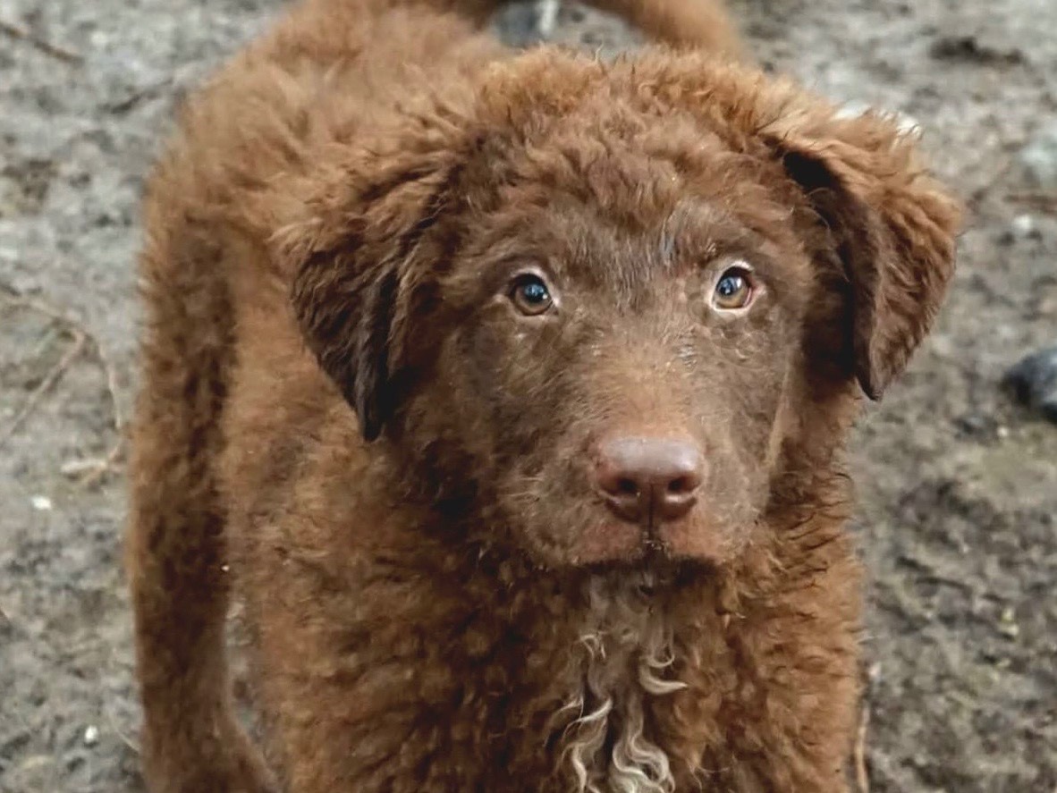 Adozione cane, maschio, Razza sconosciuta Razza sconosciuta, 1 mesi, taglia grande, Savona