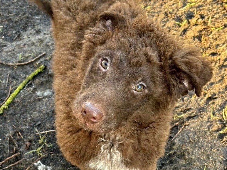 Adotta un cane, maschio, 1 mesi, Savona