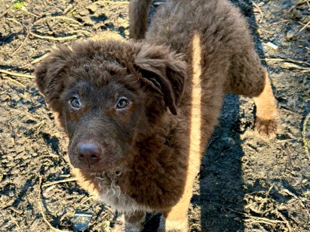 Adotta un cane, taglia grande, maschio, Savona