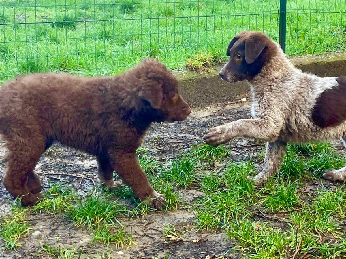 Vuoi adottare un cane a Savona?