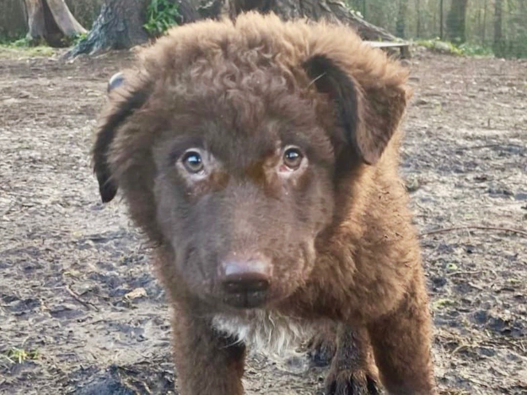 Adotta il cane Norman a Savona