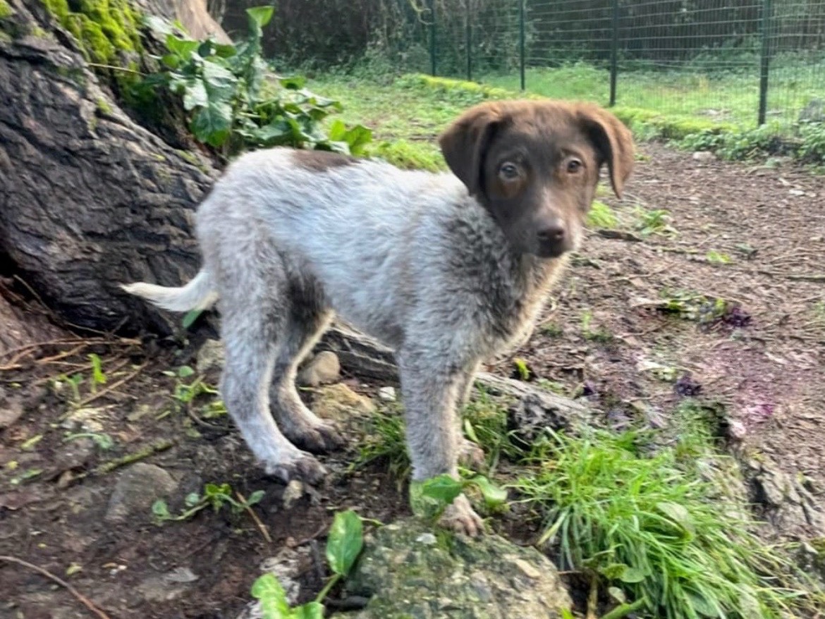 Adotta il cane Nuccia a Savona