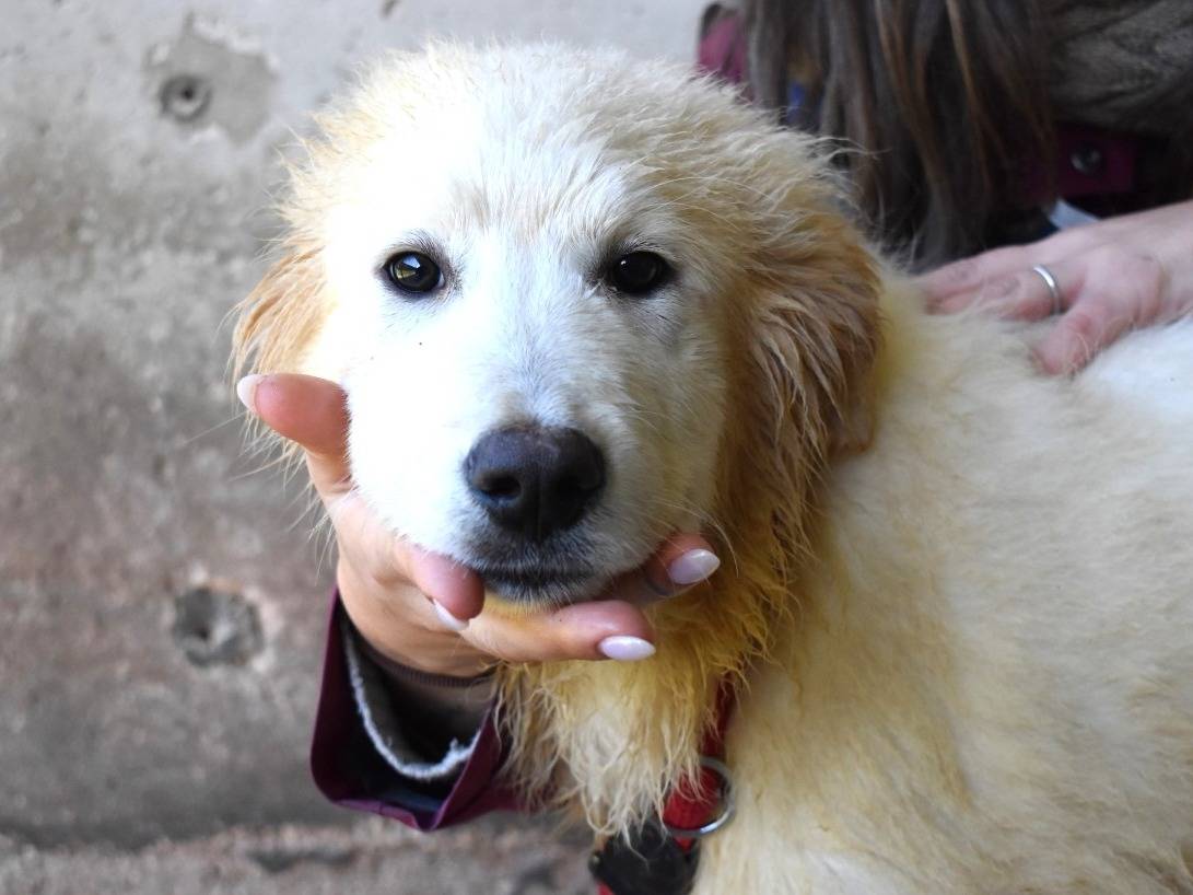 Adozione cane, maschio, Pastore maremmano Razza sconosciuta, 4 mesi, taglia grande, Roma