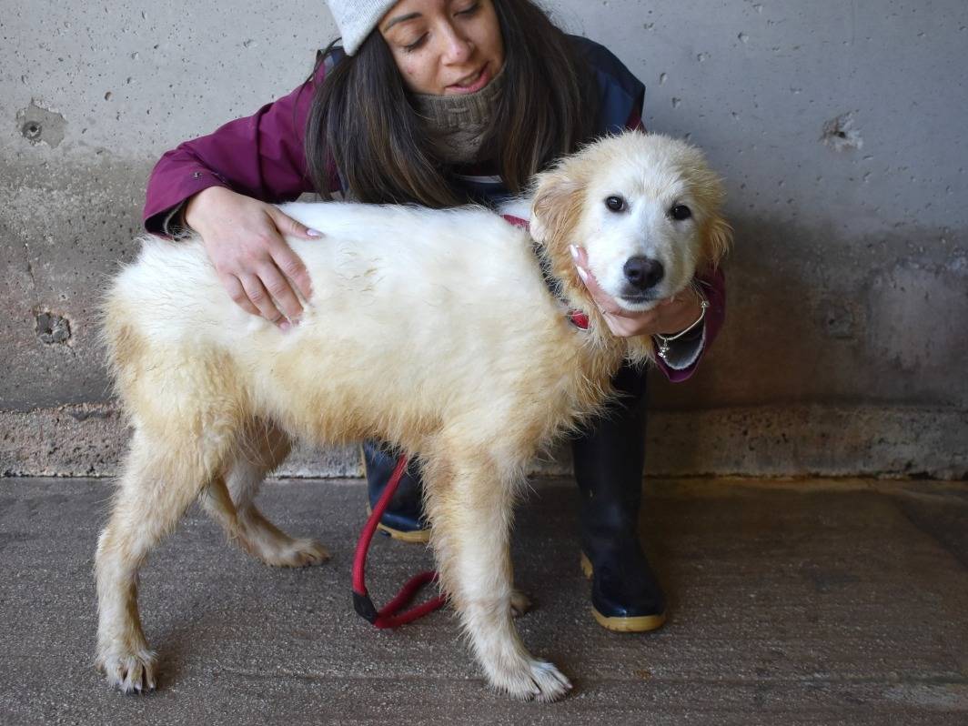Adotta un cane, maschio, 4 mesi, Roma
