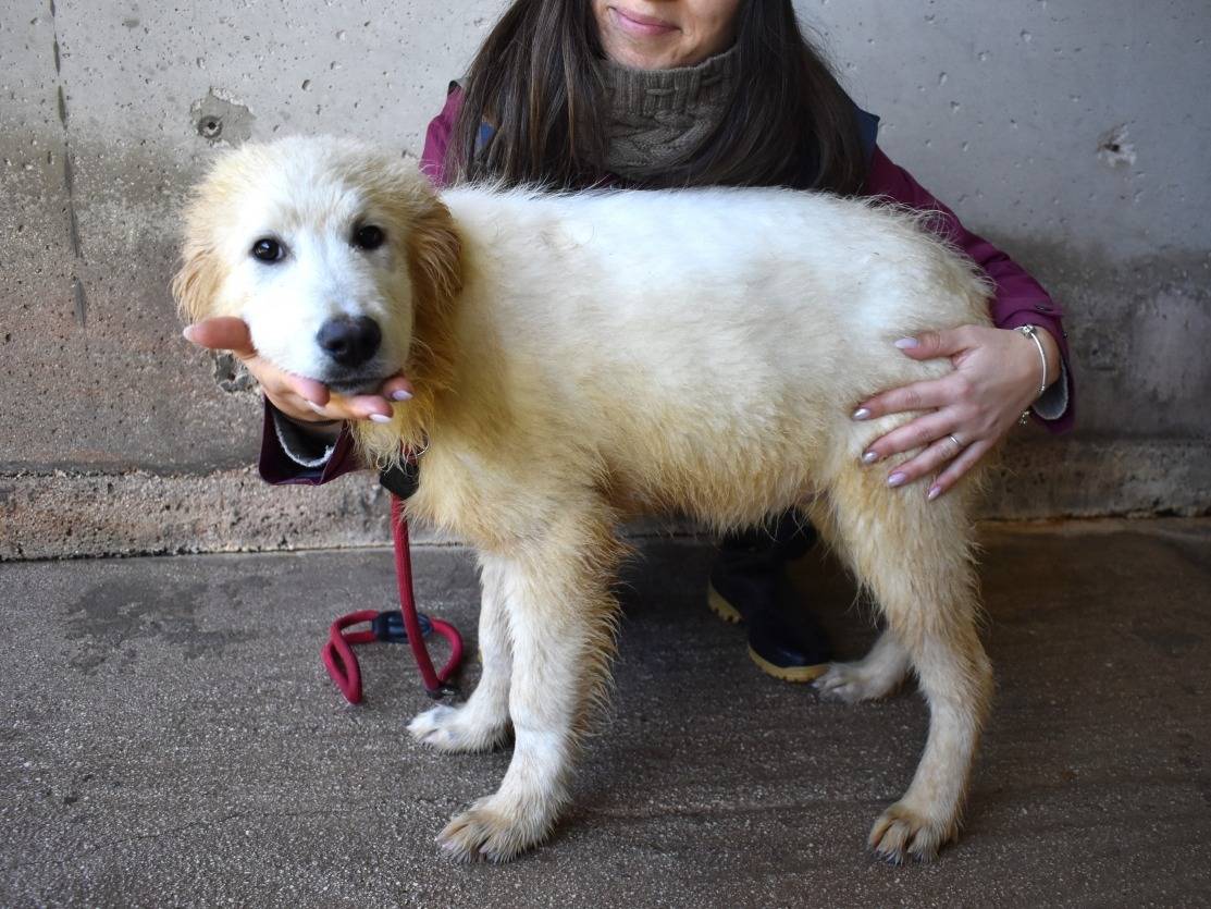 Adotta un cane, taglia grande, maschio, Roma