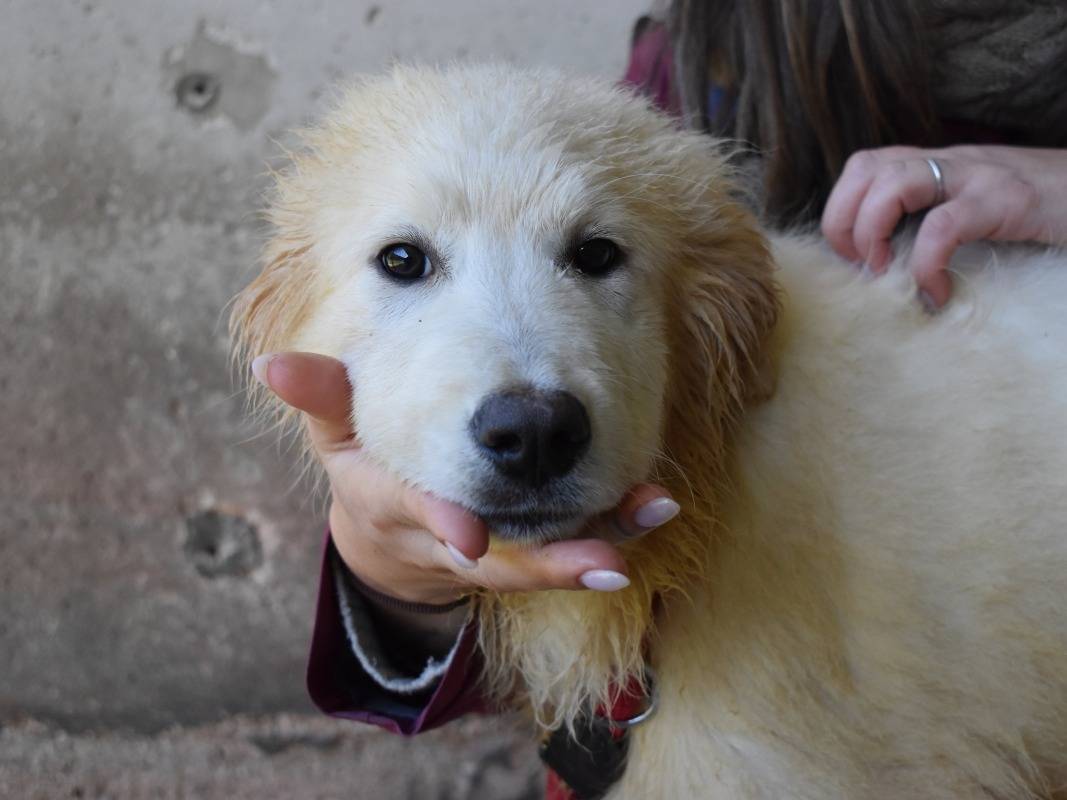Vuoi adottare un cane a Roma?