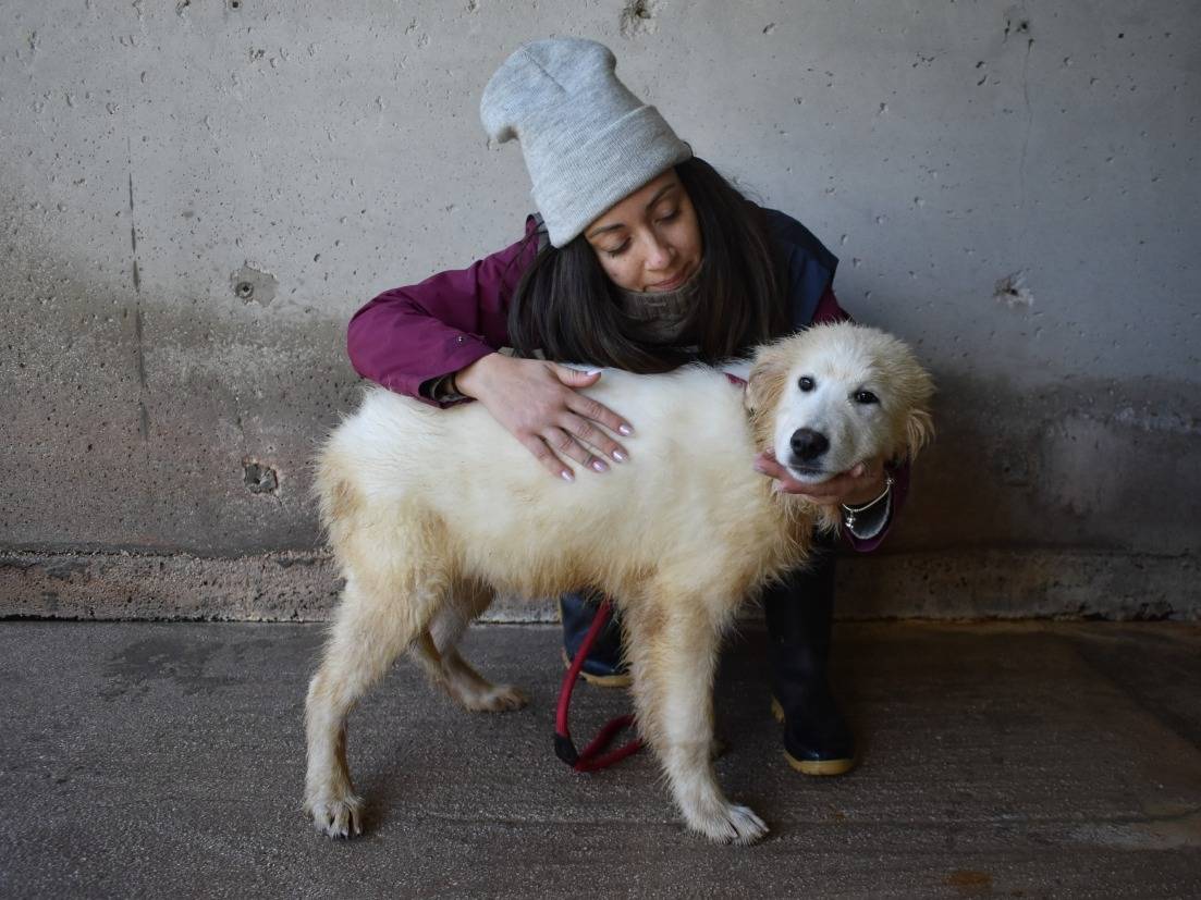 Adotta il cane Cairox a Roma