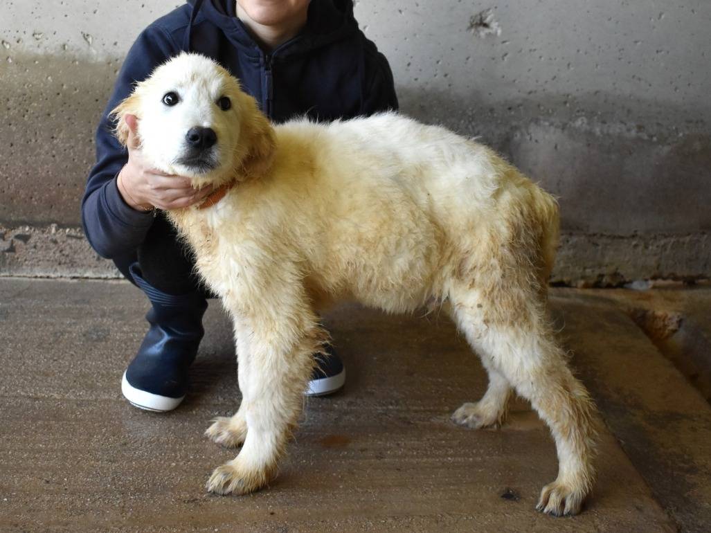 Adotta un cane, maschio, 4 mesi, Roma